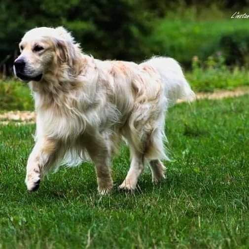 Jumper Des Terres d'Amara