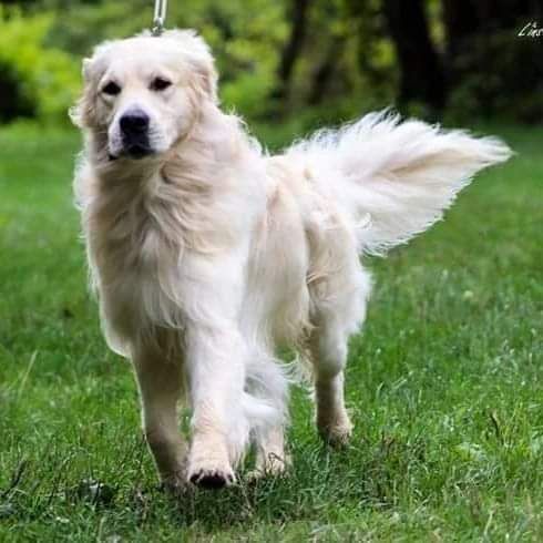 Jumper Des Terres d'Amara