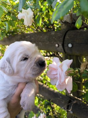 CHIOT MISTER collier noir 