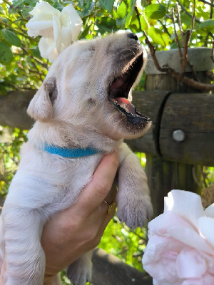 CHIOT MISTER collier bleu 