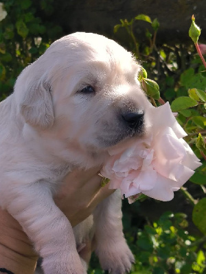 CHIOT MISTER  collier rouge 