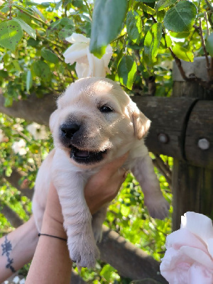 CHIOT  MISTER collier jaune