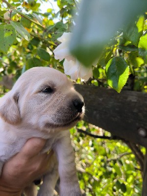 CHIOT  MISTER collier jaune