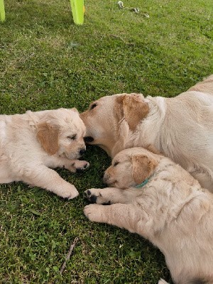 CHIOT  MISTER collier jaune