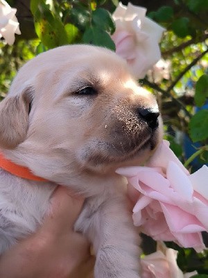 CHIOT MISTER collier orange 