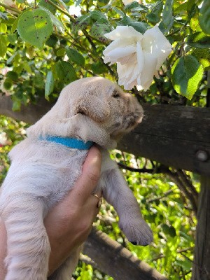 CHIOT MISTER collier bleu 