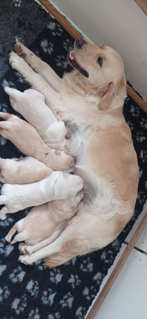 chiot Golden Retriever Des Ti'jumps