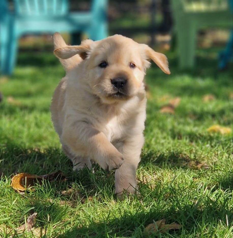 Des Ti'jumps - Golden Retriever - Portée née le 17/08/2025